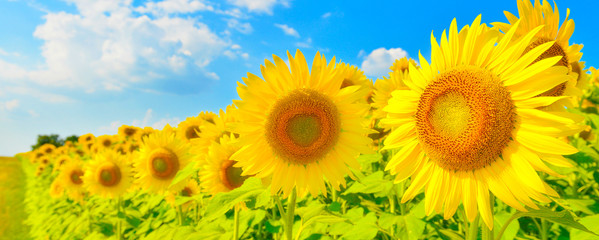 Sunflowers