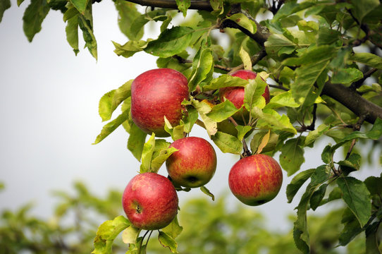 Frische &Auml;pfel am Baum