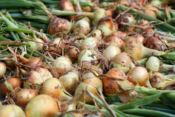 Obraz na płótnie Canvas Fresh onion