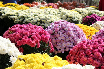 sea of colorful fall mums for sale at a market