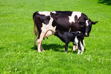 Crédence de cuisine en plexiglas Vache Cow with newborn calf