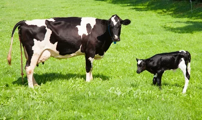 Papier Peint photo Lavable Vache Cow with newborn calf