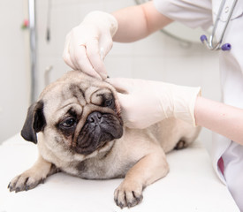 closeup pug dog having a check-up in his ear by a veterinarian