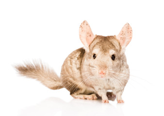 Fototapeta premium chinchilla in front looking at camera. isolated on white backgro