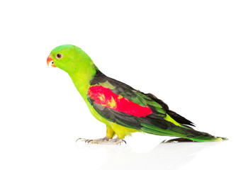 Fototapeta na wymiar Red-Winged Parrot (Aprosmictus erythropterus) in profile . isola
