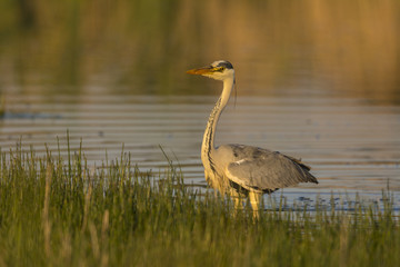 Héron cendré - Ardea cinerea - Grey Heron au marais du Crotoy