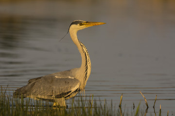 Héron cendré - Ardea cinerea - Grey Heron au marais du Crotoy