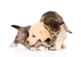 golden retriever puppy dog and british cats fight. isolated on w