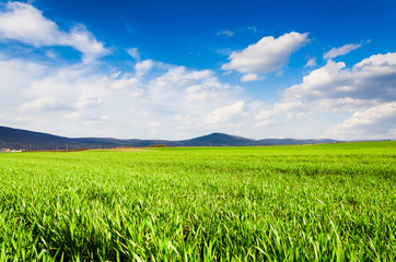 Obraz premium green field background