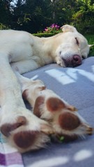 Obraz premium Hund schläft friedlich im Garten