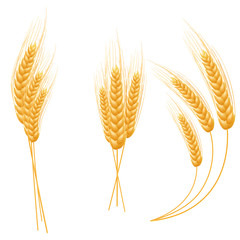 Ripe Ears wheat set. Isolated detailed template.