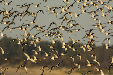 Huîtrier pie (Haematopus ostralegus - Eurasian Oystercatcher) e