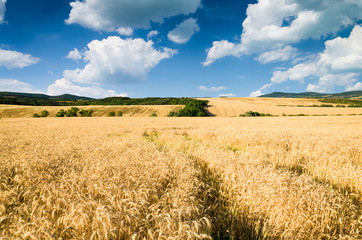 wheat land background