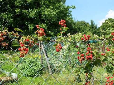 Himbeeren am Strauch