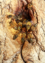 bienenstock
