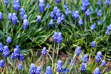 Bee on blue Flowers in the afternoon