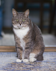 A fat cat sit on the floor