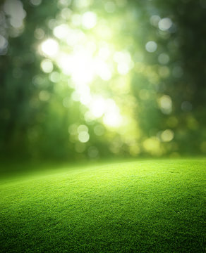 Spring forest  background