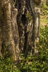 Fototapeta premium Close view of a very old trunk of a olive tree.