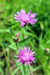 pair of pink flowers in the green grass