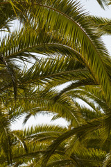 Fototapeta na wymiar View of some date palm trees against a blue sky.