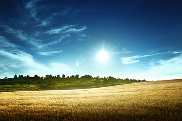 wheat field in sunset time