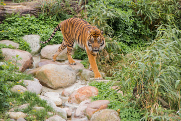 Sibirischer Tiger