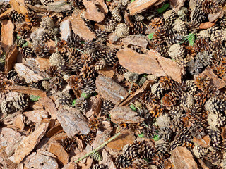 background of pine cones and bark