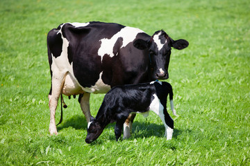 Cow with newborn calf - obrazy, fototapety, plakaty