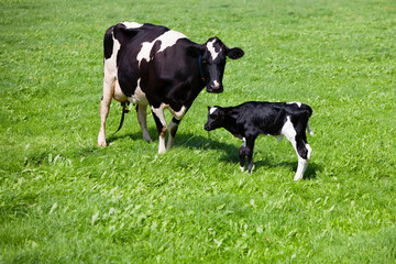 Cow with newborn calf