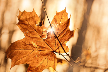 dry autumn leaf stuck in  forest
