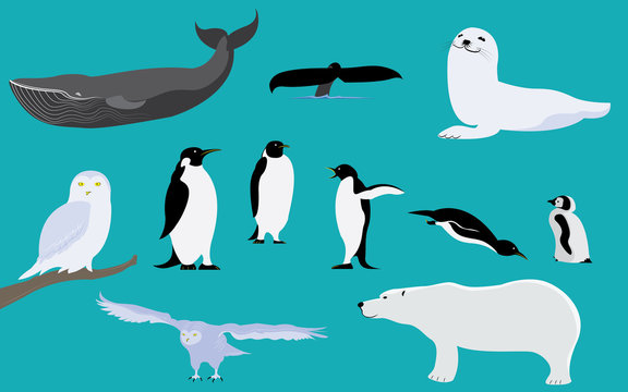 Set of arctic and antarctica animals