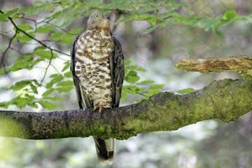 Wespenbussard