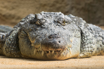 Obraz premium smiling crocodile