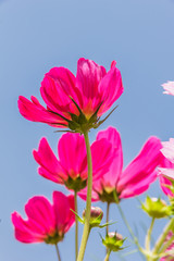 Beautiful flowers cosmos on softly blurred background