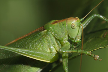 Grasshopper