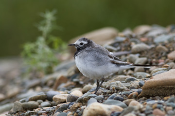 White Wagtail