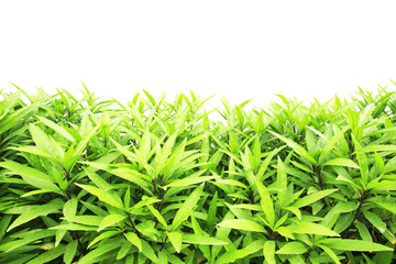 tree on white background