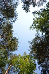 Obraz premium на природе