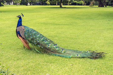 Naklejka premium Peacock