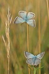 Zwei Silbergrüne Bläulinge wärmen sich in der Morgensonne
