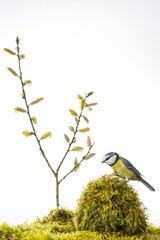 ésange bleue (Cyanistes caeruleus - Eurasian Blue Tit) sur fond © Alonbou