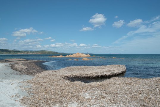 Spiaggia con alghe