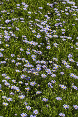  beautiful patch of violet gerbera daisy flowers.