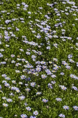 Crédence de cuisine en verre imprimé Marguerites  beautiful patch of violet gerbera daisy flowers.