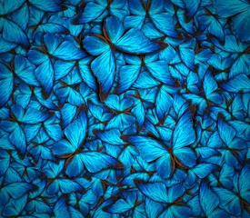 Photo sur Aluminium Papillon beautiful butterfly background