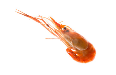 boiled shrimp isolated on white background. close up