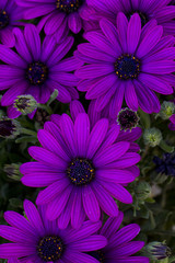  beautiful Osteospermum violet daisy flowers.