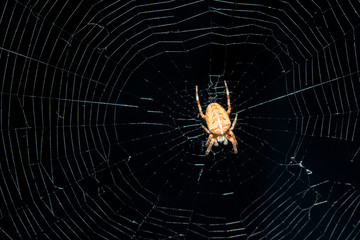 spider in its web closeup