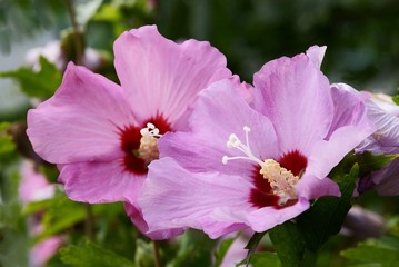 pink and red flowers of hibiscus bush in a garden